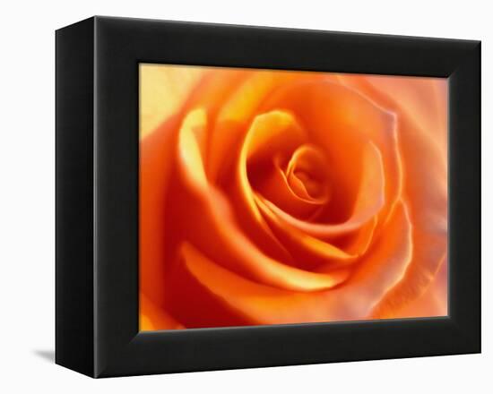 Peach Rose-David Papazian-Framed Premier Image Canvas