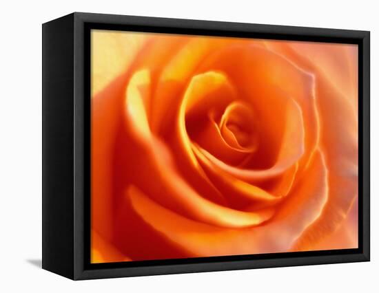 Peach Rose-David Papazian-Framed Premier Image Canvas