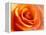 Peach Rose-David Papazian-Framed Premier Image Canvas