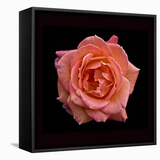 Peach Rose-Lee Peterson-Framed Premier Image Canvas