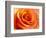 Peach Rose-David Papazian-Framed Photographic Print