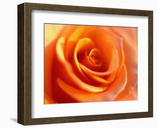 Peach Rose-David Papazian-Framed Photographic Print