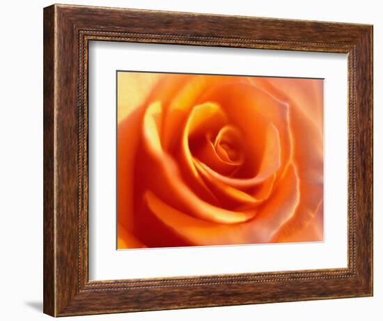 Peach Rose-David Papazian-Framed Photographic Print