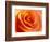 Peach Rose-David Papazian-Framed Photographic Print