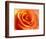 Peach Rose-David Papazian-Framed Photographic Print