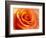 Peach Rose-David Papazian-Framed Photographic Print