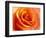 Peach Rose-David Papazian-Framed Photographic Print