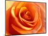 Peach Rose-David Papazian-Mounted Photographic Print