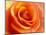 Peach Rose-David Papazian-Mounted Photographic Print