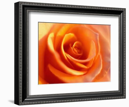 Peach Rose-David Papazian-Framed Photographic Print