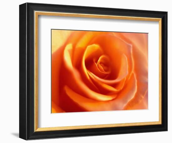 Peach Rose-David Papazian-Framed Photographic Print