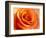 Peach Rose-David Papazian-Framed Photographic Print