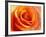 Peach Rose-David Papazian-Framed Photographic Print