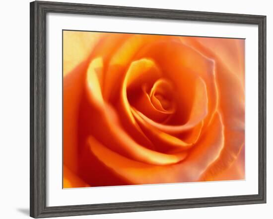 Peach Rose-David Papazian-Framed Photographic Print