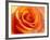 Peach Rose-David Papazian-Framed Photographic Print