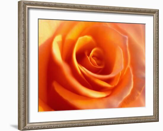 Peach Rose-David Papazian-Framed Photographic Print