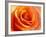 Peach Rose-David Papazian-Framed Photographic Print