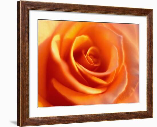 Peach Rose-David Papazian-Framed Photographic Print