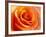 Peach Rose-David Papazian-Framed Photographic Print