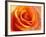 Peach Rose-David Papazian-Framed Photographic Print