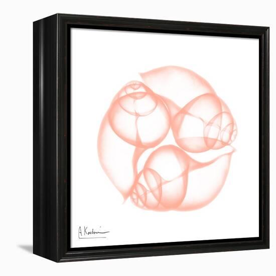 Peach Snail Shell-Albert Koetsier-Framed Stretched Canvas