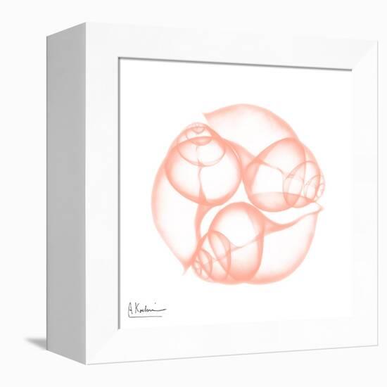 Peach Snail Shell-Albert Koetsier-Framed Stretched Canvas