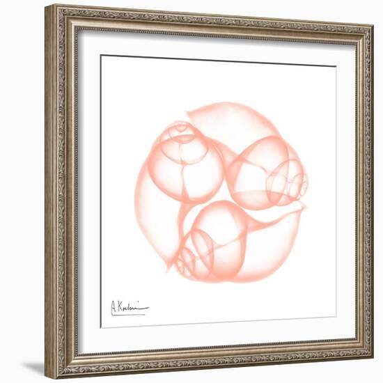 Peach Snail Shell-Albert Koetsier-Framed Art Print