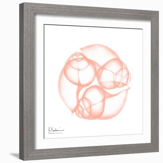 Peach Snail Shell-Albert Koetsier-Framed Art Print