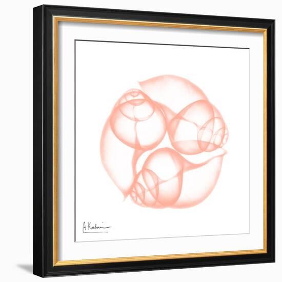 Peach Snail Shell-Albert Koetsier-Framed Art Print