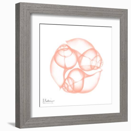 Peach Snail Shell-Albert Koetsier-Framed Art Print