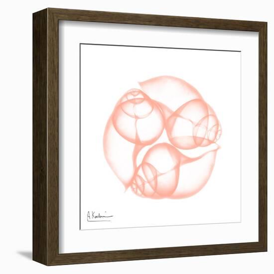 Peach Snail Shell-Albert Koetsier-Framed Art Print