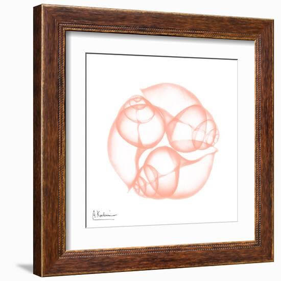 Peach Snail Shell-Albert Koetsier-Framed Art Print