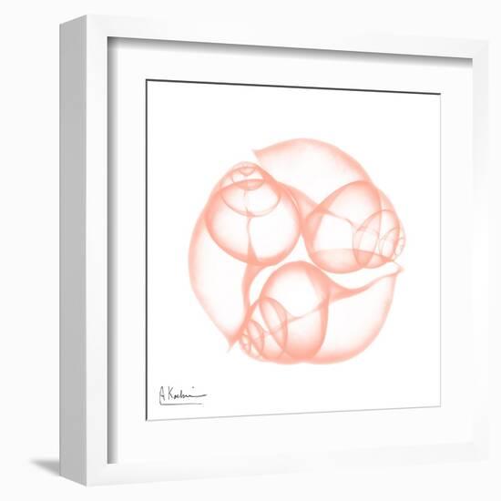 Peach Snail Shell-Albert Koetsier-Framed Art Print