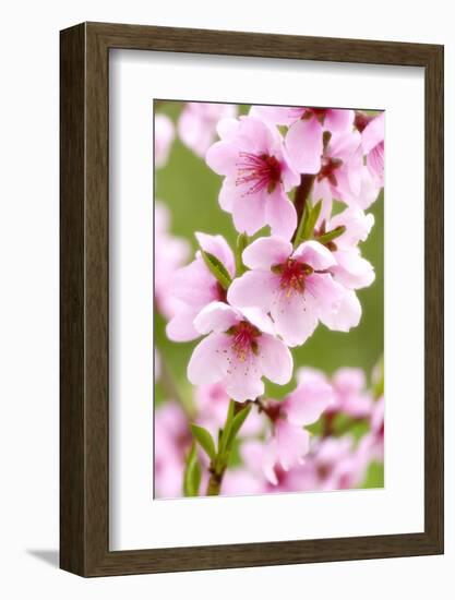 Peach-Tree, Branch, Detail, Blooms, Pink-Herbert Kehrer-Framed Photographic Print