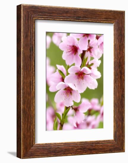 Peach-Tree, Branch, Detail, Blooms, Pink-Herbert Kehrer-Framed Photographic Print