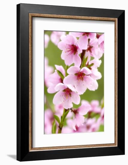 Peach-Tree, Branch, Detail, Blooms, Pink-Herbert Kehrer-Framed Photographic Print