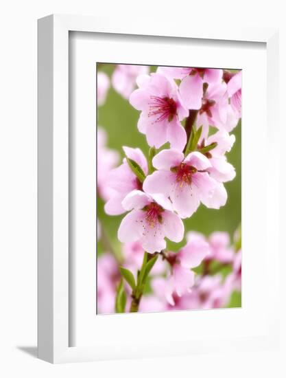 Peach-Tree, Branch, Detail, Blooms, Pink-Herbert Kehrer-Framed Photographic Print
