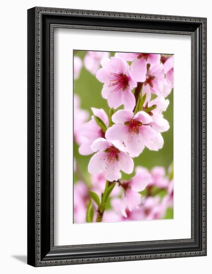 Peach-Tree, Branch, Detail, Blooms, Pink-Herbert Kehrer-Framed Photographic Print