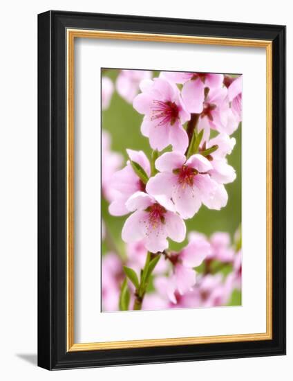 Peach-Tree, Branch, Detail, Blooms, Pink-Herbert Kehrer-Framed Photographic Print