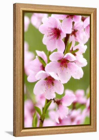 Peach-Tree, Branch, Detail, Blooms, Pink-Herbert Kehrer-Framed Premier Image Canvas