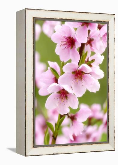 Peach-Tree, Branch, Detail, Blooms, Pink-Herbert Kehrer-Framed Premier Image Canvas