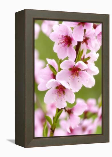 Peach-Tree, Branch, Detail, Blooms, Pink-Herbert Kehrer-Framed Premier Image Canvas