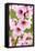 Peach-Tree, Branch, Detail, Blooms, Pink-Herbert Kehrer-Framed Premier Image Canvas