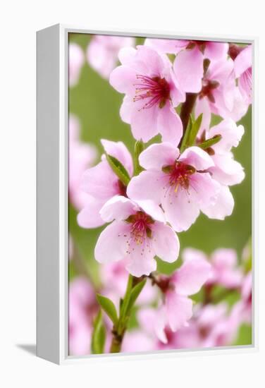 Peach-Tree, Branch, Detail, Blooms, Pink-Herbert Kehrer-Framed Premier Image Canvas