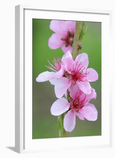 Peach-Tree, Fork, Blossoms, Detail-Herbert Kehrer-Framed Photographic Print