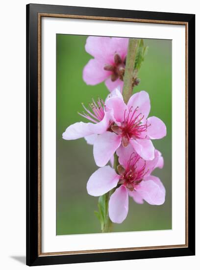 Peach-Tree, Fork, Blossoms, Detail-Herbert Kehrer-Framed Photographic Print