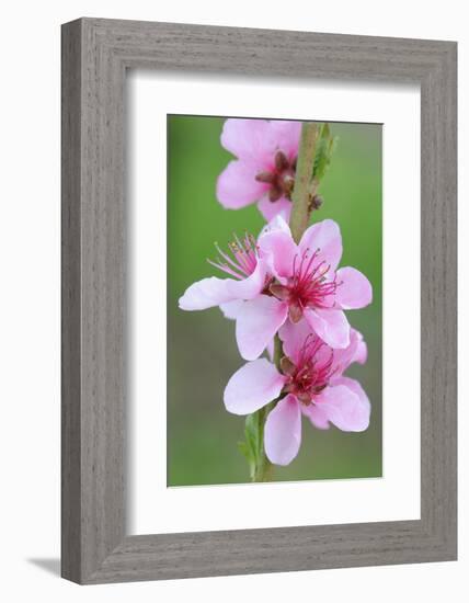 Peach-Tree, Fork, Blossoms, Detail-Herbert Kehrer-Framed Photographic Print