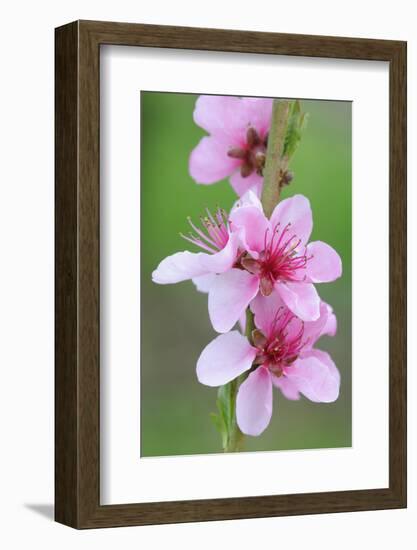Peach-Tree, Fork, Blossoms, Detail-Herbert Kehrer-Framed Photographic Print