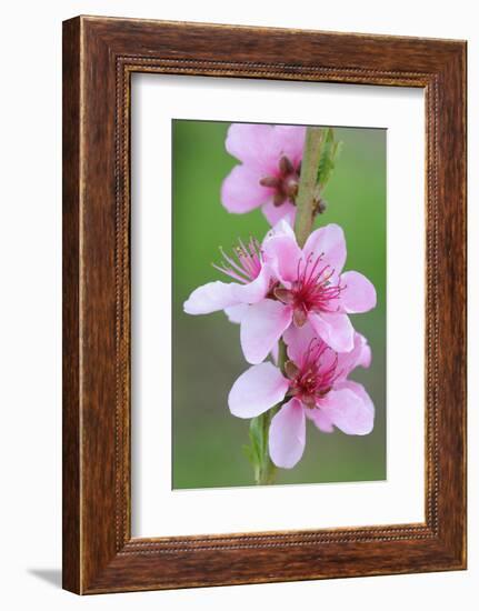 Peach-Tree, Fork, Blossoms, Detail-Herbert Kehrer-Framed Photographic Print