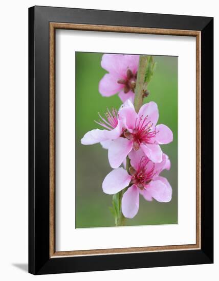 Peach-Tree, Fork, Blossoms, Detail-Herbert Kehrer-Framed Photographic Print